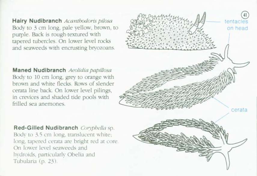 LIFE ON INTERTIDAL ROCKS: a guide to marine life of the rocky North Atlantic coast. nasg5406l